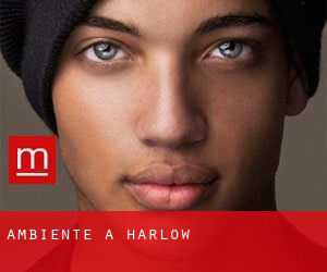 Ambiente a Harlow